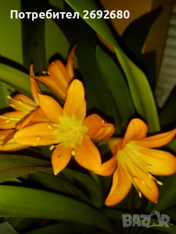 Голяма оранжева кливия с цветонос,5бр. с обща цена, христов венец,лечебно алое,бамбук,коледничета 