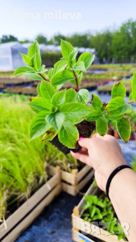 Хортензия Пиникулата Фрайз Мелба, Hydrangea pan.’Fraise melba’, снимка 8 - Градински цветя и растения - 46212244