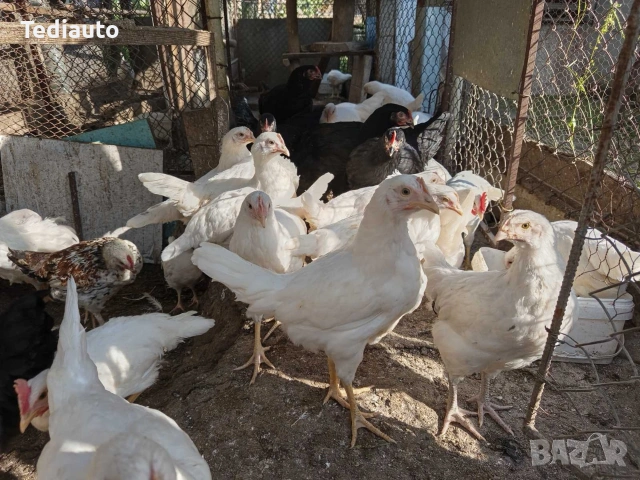 Продавам ярки и кокошки бял лекхорн