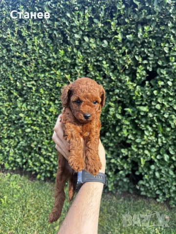 Мини пудели / Mini Poodles, снимка 6 - Пудели - 55286833
