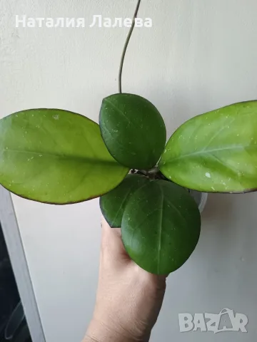 Хоя, hoya Nathalie, снимка 3 - Стайни растения - 55440913