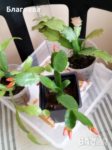 Комплект - 1 бр Великденче оранжево и 2 бр Коледниче (розово и цикламено), снимка 7 - Стайни растения - 54091877