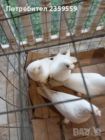 Мардини, снимка 2 - Гълъби - 54053035