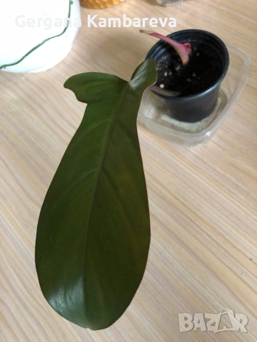 Philodendron Florida Bronze , снимка 3 - Стайни растения - 54894960