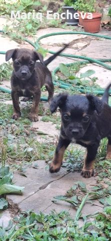 Малки кученца. 🐶🐶🐶, снимка 3 - Други - 55235321