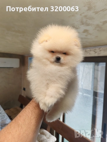 Померан мини мъжко , снимка 3 - Померан - 54262421