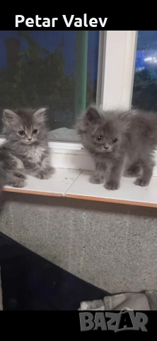 Персийски котеотенца родени на 6 май търсят новият си дом, снимка 2 - Персийска - 55253782