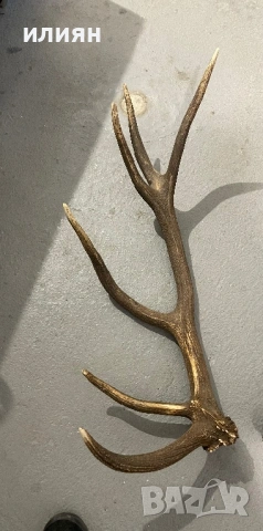 Рога елен 4 броя 13,3 кг. , снимка 2 - Други ценни предмети - 54103807