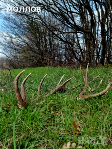 Еленови Рога , снимка 2 - Антикварни и старинни предмети - 54153759