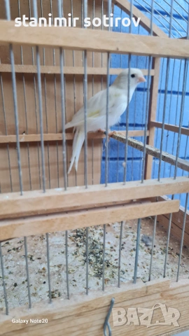 Три двойки Орфей , снимка 3 - Канари - 55001717