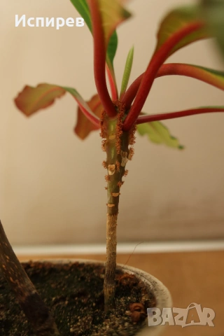 Пасифлора, Маракуя, Passiflora edulis, 2 бр. растения за 3 евро + бонус !, снимка 5 - Стайни растения - 54919126