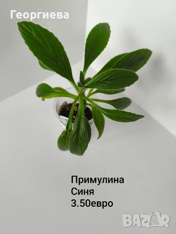 примулина, снимка 2 - Стайни растения - 54716788