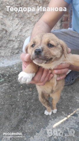 Подарявам малки кученца на 40 дни , снимка 10 - Други - 54342321