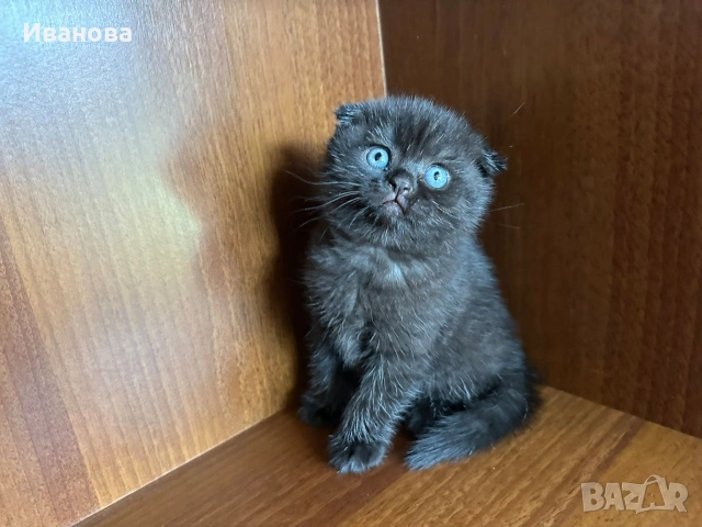 Британска късокосместа и шотландска клепоуха котка, снимка 7 - Британска късокосместа - 54530687