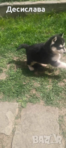  Хъски, снимка 3 - Хъски - 54180286