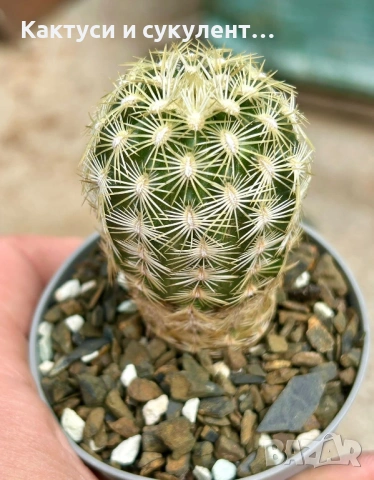 Кактус Echinocereus viridiflorus var. correllii, снимка 2 - Градински цветя и растения - 54594017