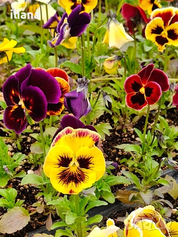 Продавам теменужки, снимка 7 - Градински цветя и растения - 54018845