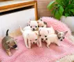 Бебета джуджута мини чихуа, снимка 2