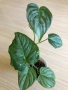 Philodendron Majestic , снимка 1