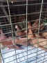 продавам породисти гълъби , снимка 9