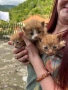 Осинови коте , снимка 2