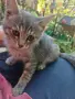 Женски котета търсят дом, снимка 10