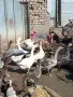 Гъски на 18 месеца, снимка 1