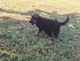 🐶 Продавам 6 женски кученца Немска овчарка – 50 дни, с първа ваксина, снимка 4