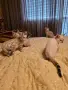 Бенгалски котета, снимка 1