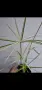Водна палма, циперус, Cyperus alternifolius variegata, снимка 2
