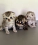 Шотландски котенца, снимка 7