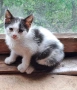 Подарявам котенце!, снимка 3