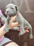 Американско Були Хл American bully Xl ABKC , снимка 14