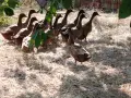 Каки Кембъл ( мъжки ), снимка 1