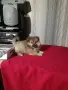 Шпиц мини женско , снимка 11