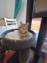Търси се любящ дом за котка Ася, снимка 6
