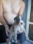 🐶 Продавам красиви Американски Питбул кученца - 8 броя, 2 месеца, снимка 13
