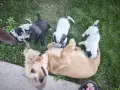 *кученца спешно*, снимка 8