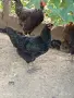 Млади ярки супер харко, снимка 4