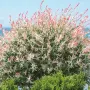 Японска върба Salix Hakuro Nishiki - Фламинго Студоустойчива , снимка 3
