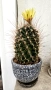 Цъфтящ кактус Thelocactus setispinus, снимка 3