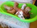Англииски Кокер шпаньол, снимка 2