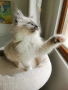 Ragdoll рагдол/регдол  котe , снимка 4