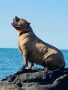 Американско Були Хл American bully Xl ABKC , снимка 5