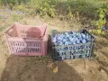 сини сливи - собствено бране, снимка 6