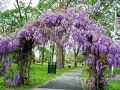 Продавам растение Глициния (Wisteria, Вистерия) , снимка 3