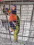 папагали многоцветни лори, снимка 4