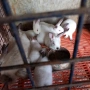 Продавам калифорнийски зайци , снимка 2