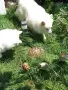 Продавам немски шпиц, снимка 2