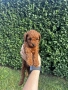 Мини пудели / Mini Poodles, снимка 6